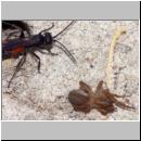 wegwespe-11mm-04-mit Spinne.jpg